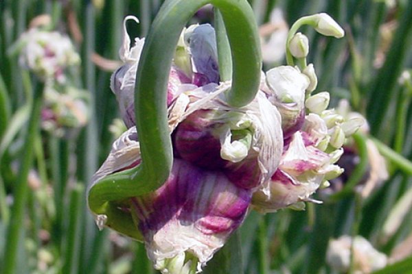 Кракен наркошоп сайт